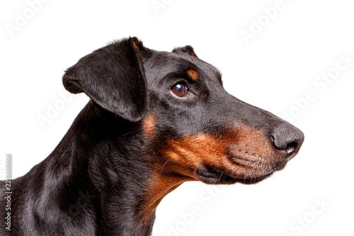 Profile of a natural eared dobermann bitch against a white background