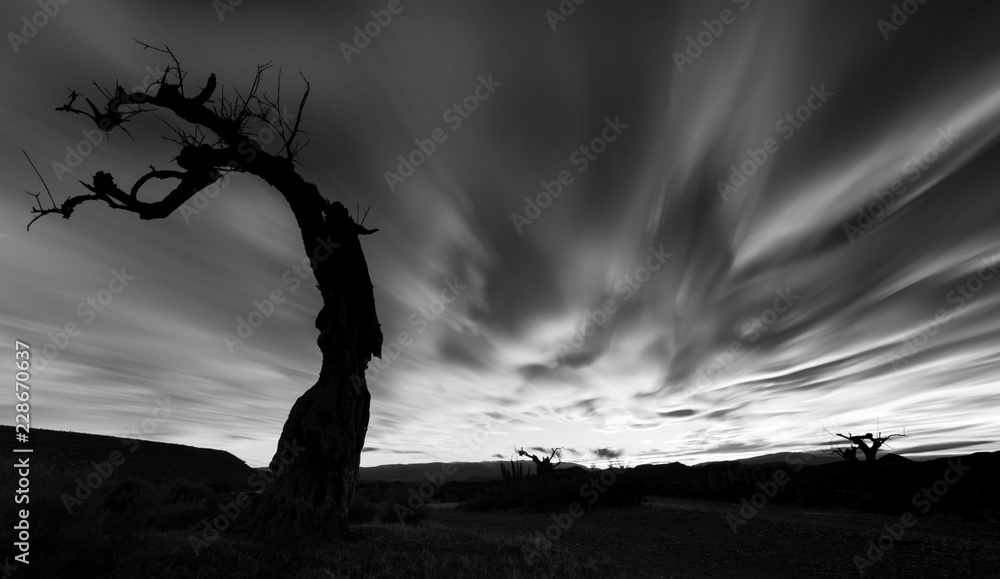 Fototapeta Scary tree in the desert
