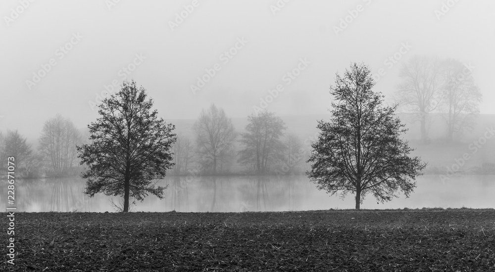 Trees in fog by a lake. Moody monochrome autumn natural scene.