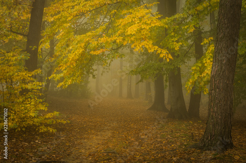 Autumn forest path. Fallen colorful leaves and fog. Very mystical atmosphere. Beautiful outdoor scene, typical seasonal view.