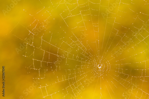 Spider web covered with dew on colorful autumn background. Amazing macro shot. Almost like autumn pearls.