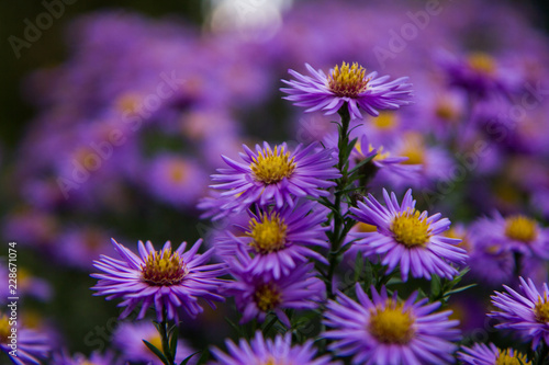 Lovely violet autumn flower with yellow and orange. Detailed shot with another flowers in background. Peaceful and relaxing.