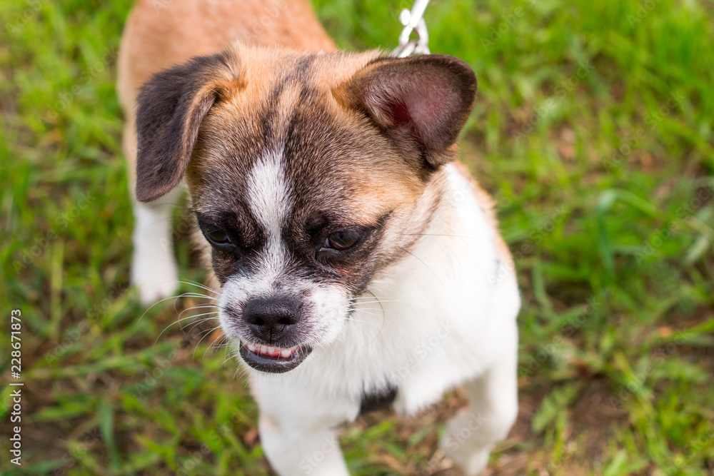 cute little dog with a leash on a walk cute little dog with a leash on a walk