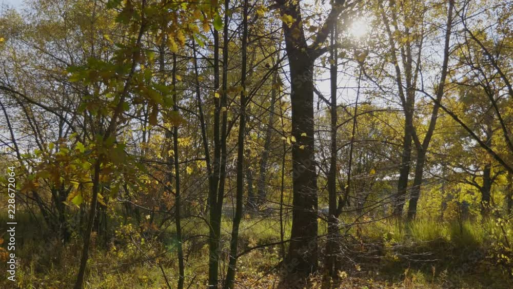 Autumn leaves fall in the forest, natural landscape. Autumn leaves fall in the forest, natural landscape.