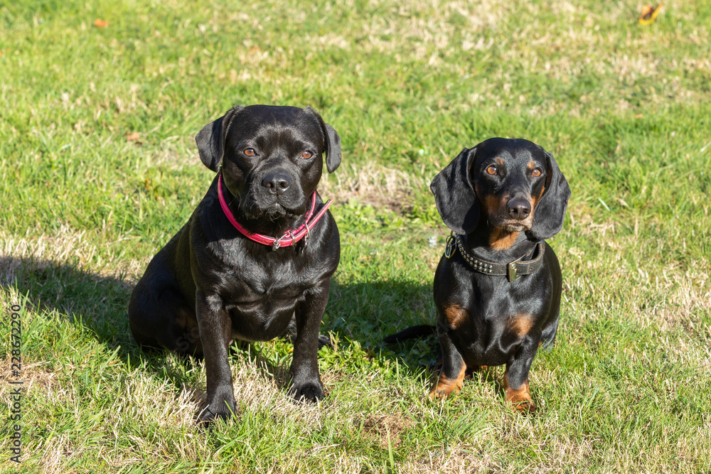 dachshund and labrador french bulldog sitting on the lawn dachshund and labrador french bulldog sitting on the lawn