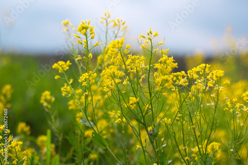 flowering field rapeseed