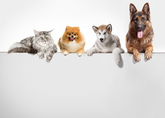 Row of cats and dogs hanging their paws over a white banner. Image sized to fit a popular social media timeline photo placeholder