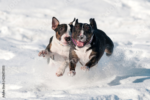 Photography two funny bull terrier dogs playing together in the snow