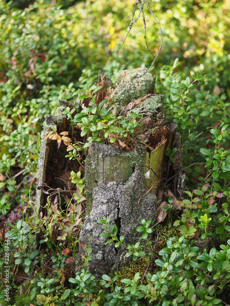 Obraz premium old stumps in the forest