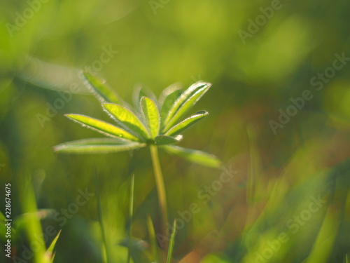 lupine leaves in the forest