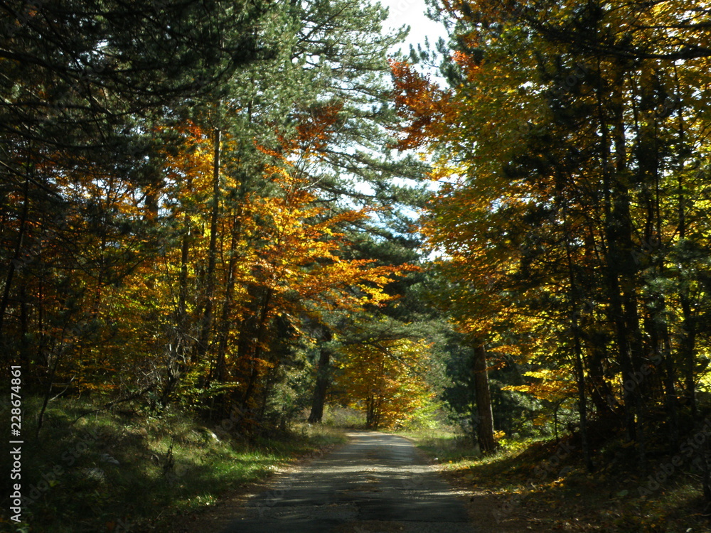 Obraz premium OLYMPUS DIGITAL CAMERA