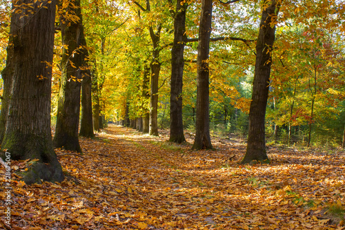 autumn forest in national park De hoge Veluwe in the Netherlands
