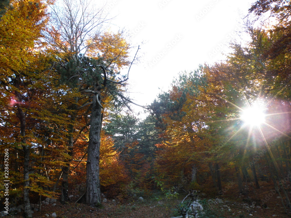 Obraz premium OLYMPUS DIGITAL CAMERA