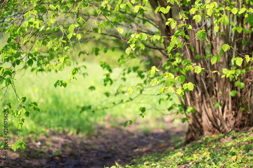 Sunny green summer leaves  eco natural seasonal background with copy space