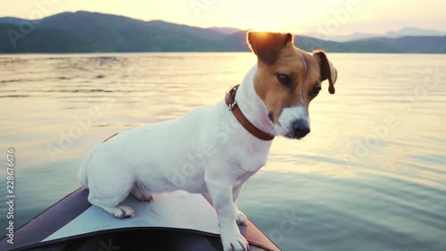 Slow motion portrait of young dog sitting on the stern of an inflatable kayak,  looking into the distance against the backdrop of sunset on beautiful lake in the mountains in summer. Calm lake surface