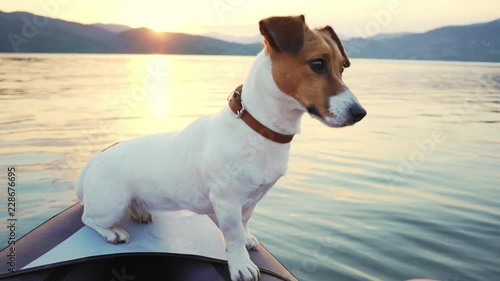 Slow motion portrait of young dog sitting on the stern of an inflatable kayak,  looking into the distance against the backdrop of sunset on beautiful lake in the mountains in summer. Calm lake surface