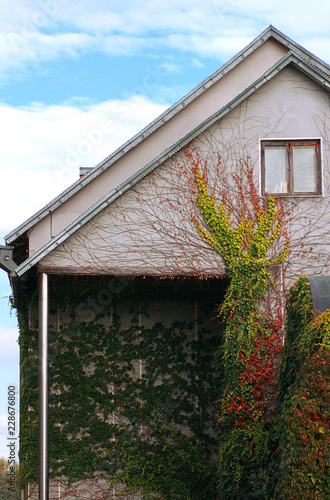 Fotografie Ivy grows on the house
