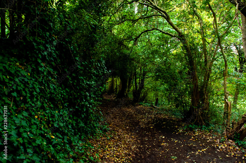 Obraz premium Mysterious forest tunel.