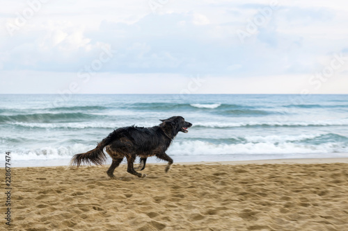dog on the beach © Alexey Sizov