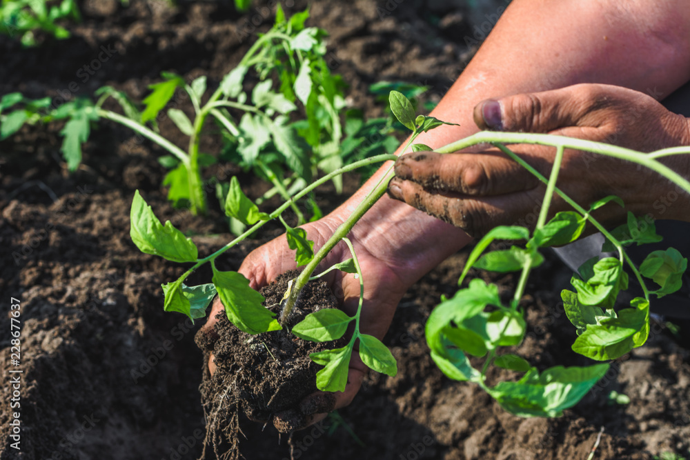 Tomato seedling in hands of farmer. Garden work in spring and organic gardening concept. Tomato seedling in hands of farmer. Garden work in spring and organic gardening concept.