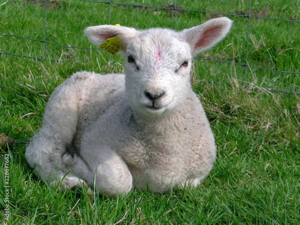 Little adorable lamb, looking friendly, laying in the grass of a meadow, with pink paint stain on its forehead, yellow ear tag, in front of a wire fence. Little adorable lamb, looking friendly, laying in the grass of a meadow, with pink paint stain on its forehead, yellow ear tag, in front of a wire fence.