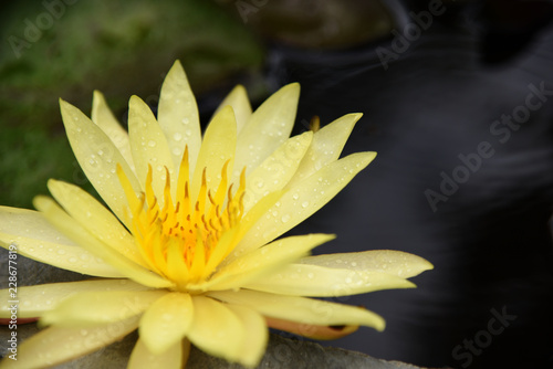 Yellow lotus and green leaf In the garden
