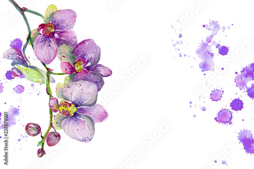 Watercolor orchid flowers isolated on white background. Orchid blooming branch. Hand painted illustration for greetings, invitations, pattern design.