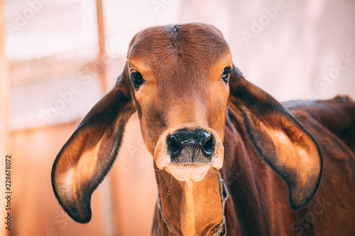 Cow staring at camera