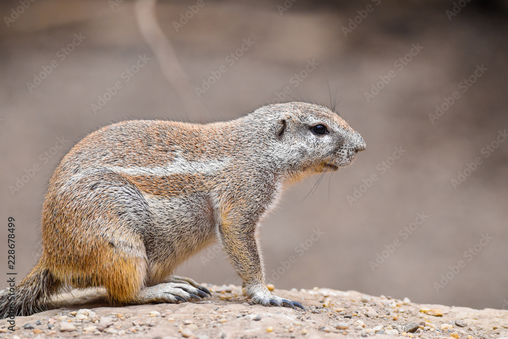 cape ground squirrel cape ground squirrel