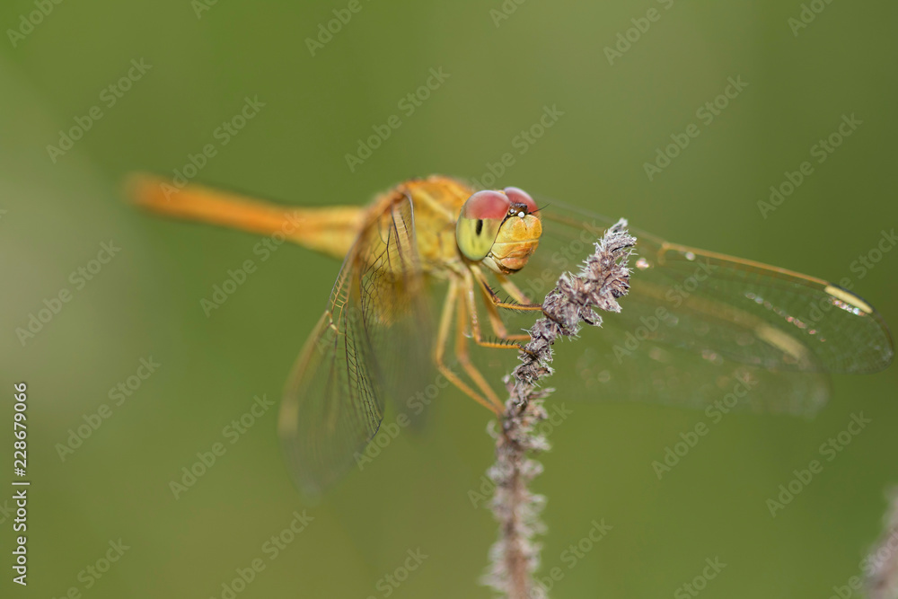 Scarlet skimmer, Crocothemis servilia, dragonfly, close-up Scarlet skimmer, Crocothemis servilia, dragonfly, close-up