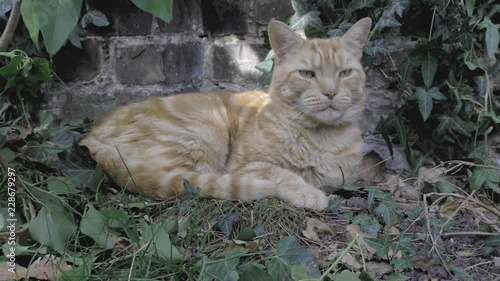 Ginger male cat staring straight at the camera as it tracks forward towards him