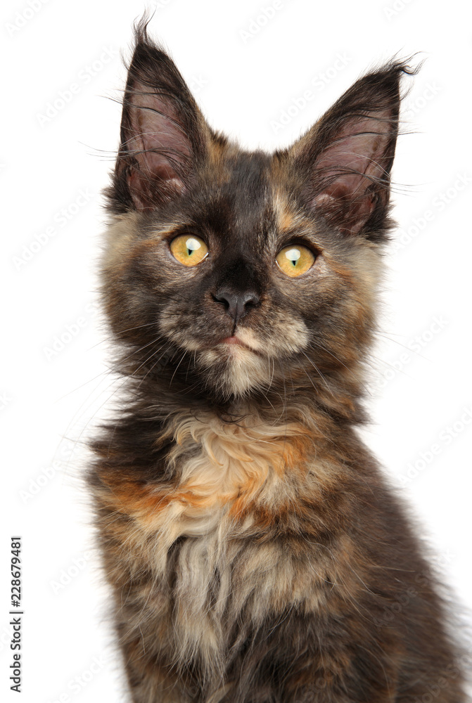 Kitten breed Maine Coon tortoise color