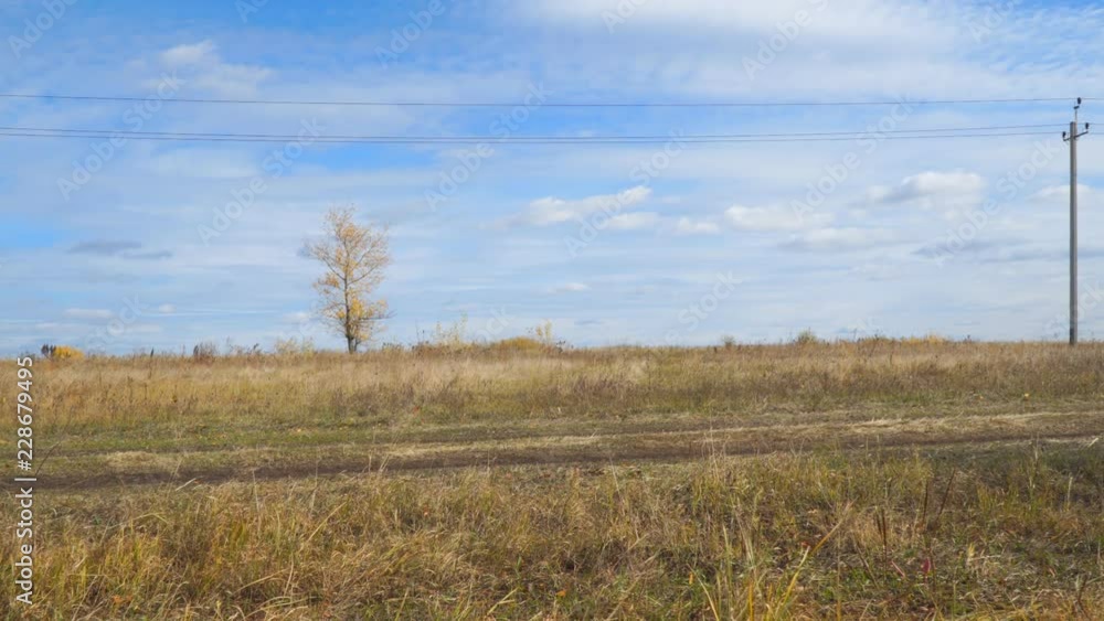 Lonely tree in a field with yellow autumn leaves in the wind Lonely tree in a field with yellow autumn leaves in the wind