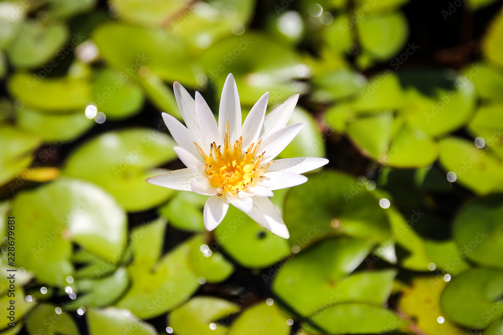 white lotus flower or water lilly white lotus flower or water lilly