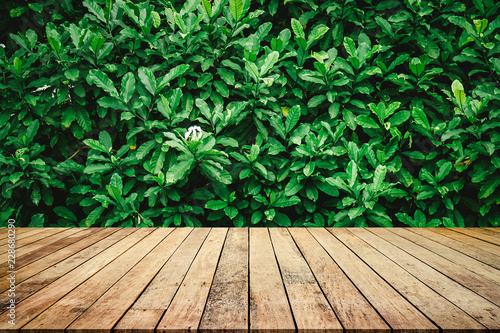 Old wood plank with abstract natural green leaves background for product display