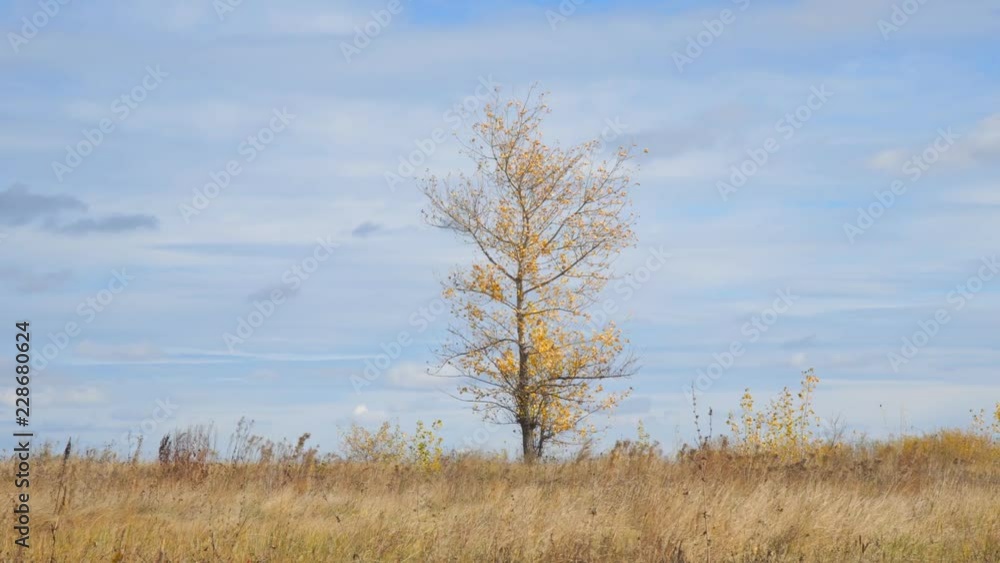 Lonely tree in a field with yellow autumn leaves in the wind. Camera panning Lonely tree in a field with yellow autumn leaves in the wind. Camera panning