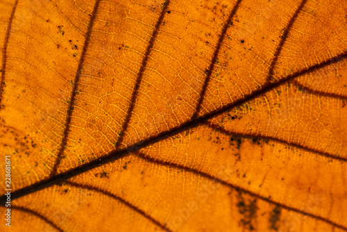 Autumn leaf closeup view - natural background. Shallow depth field. © Vladimir Arndt