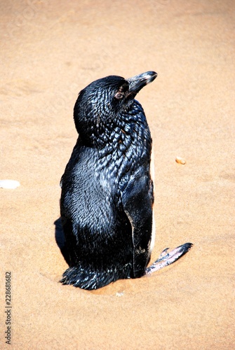 Pinguino coperto di petrolio vicino Walvis Bay in Namibia, Africa photo