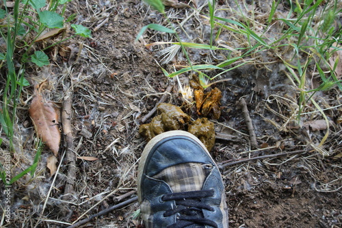 Tableau sur toile marcher dans une crotte : malchance