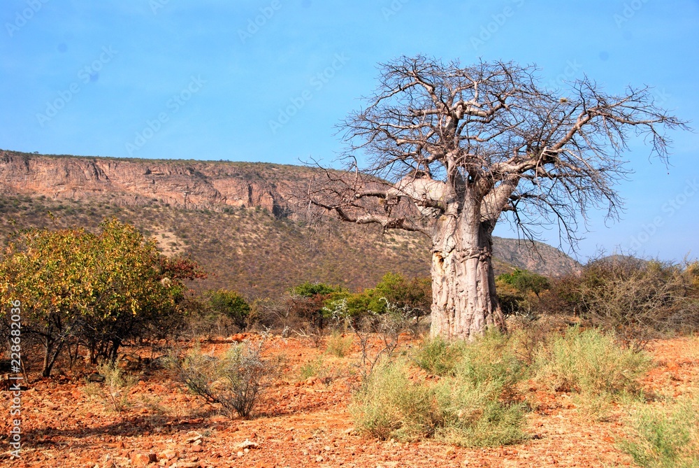 Baobab nella savana in Namibia, Africa