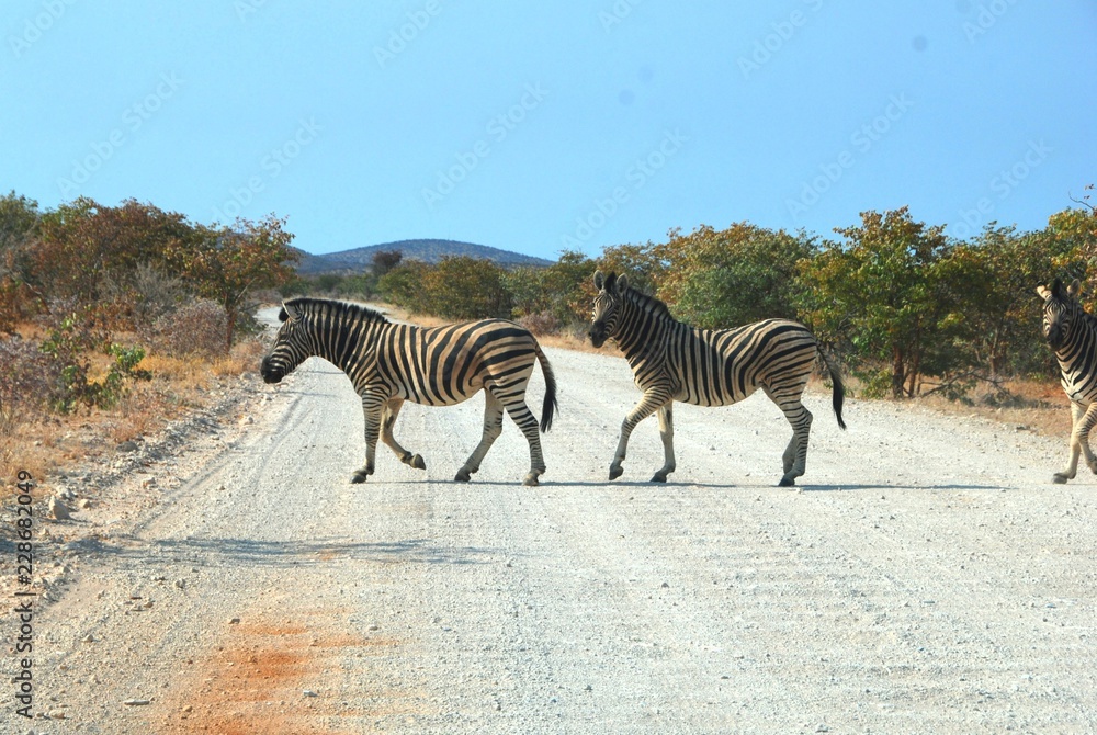 Fototapeta premium al Parco Nazionale Etosha in Namibia Africa