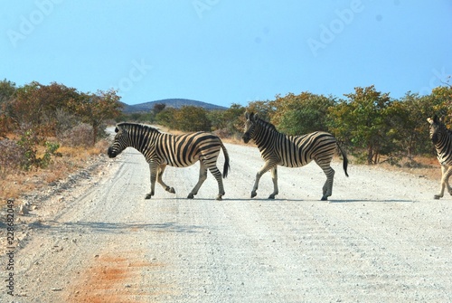 Fototapeta Naklejka Na Ścianę i Meble -  al Parco Nazionale Etosha in Namibia Africa