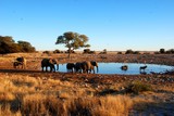 al Parco Nazionale Etosha in Namibia Africa