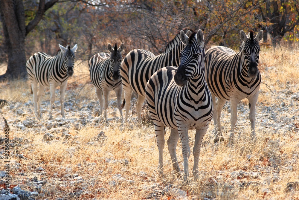 Obraz premium al Parco Nazionale Etosha in Namibia Africa