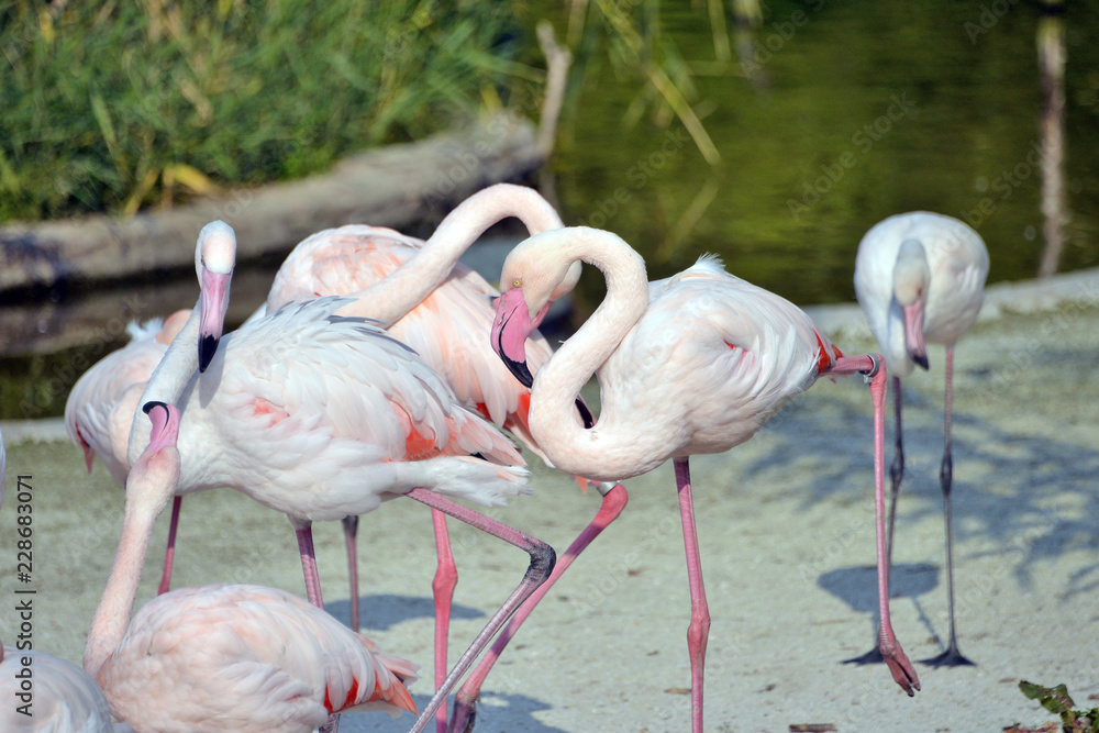 gruppo di fenicotteri rosa