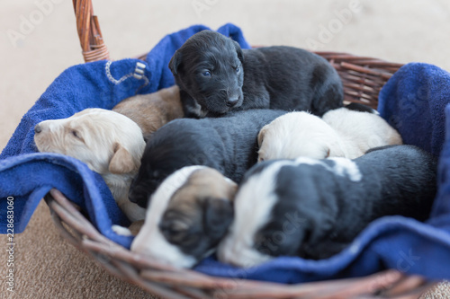 puppies in a brown basket