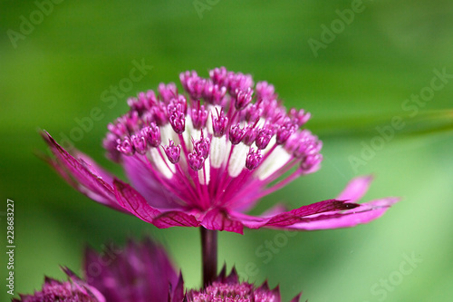 Macro image of the beautiful pink and white Astrantia major Rosea flower against mid green background