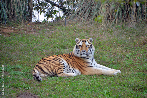 una tigre distesa per terra