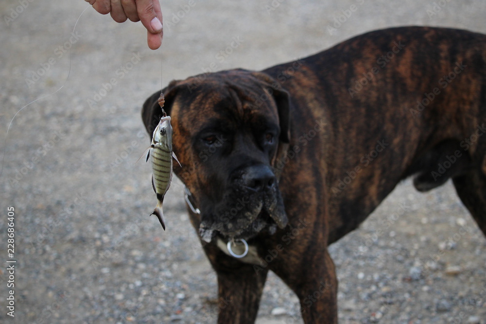 chien cane corso à la mer chien cane corso à la mer