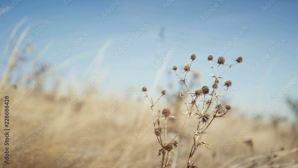closeup dry grass nature background closeup dry grass nature background
